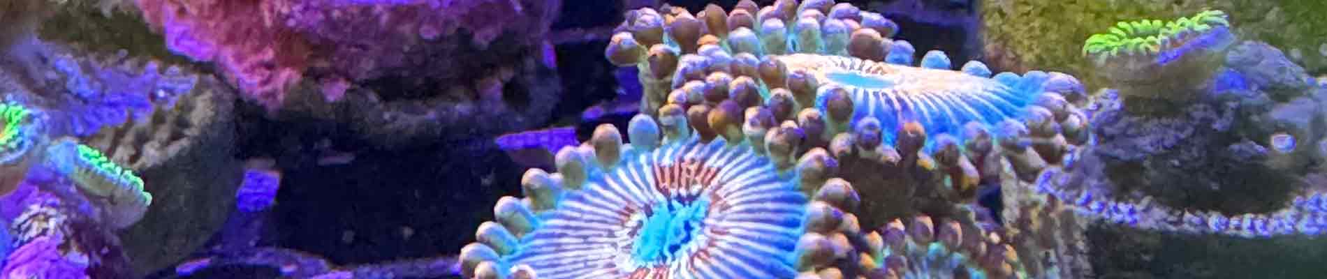 Shop $10 Corals – Affordable Frags for Every Reef