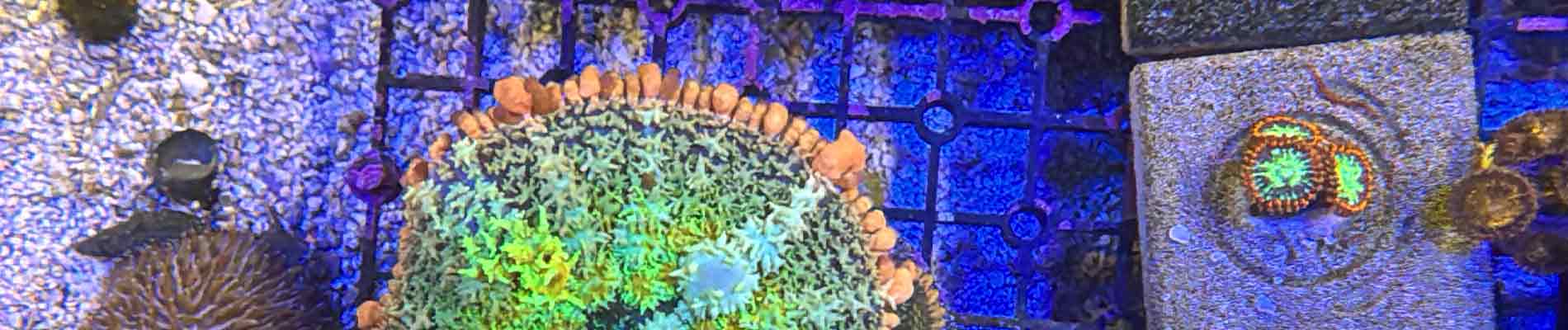 Shop $20 Corals – Colorful, Budget-Friendly Frags