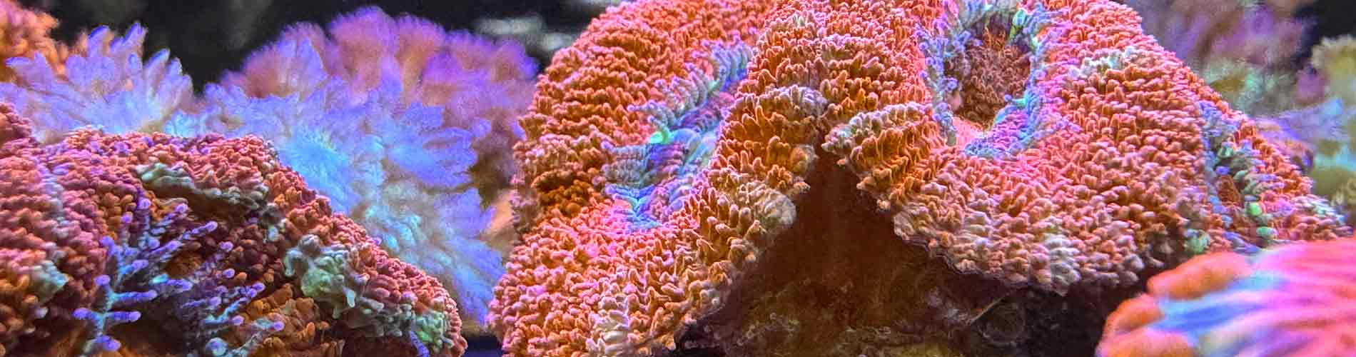 Shop Acan Corals – Bright, Colorful LPS for Any Reef