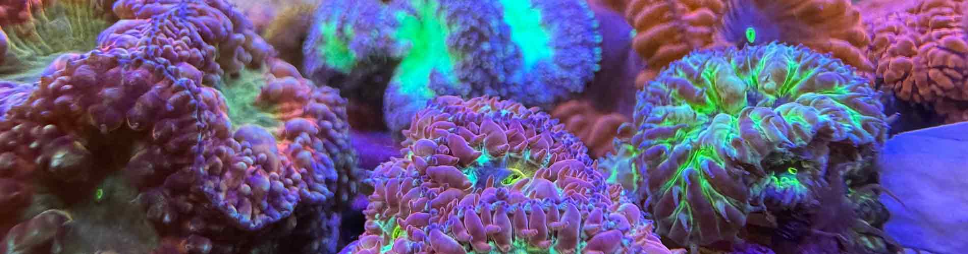 Shop Blasto Corals – Hardy and Colorful Reef Favorites