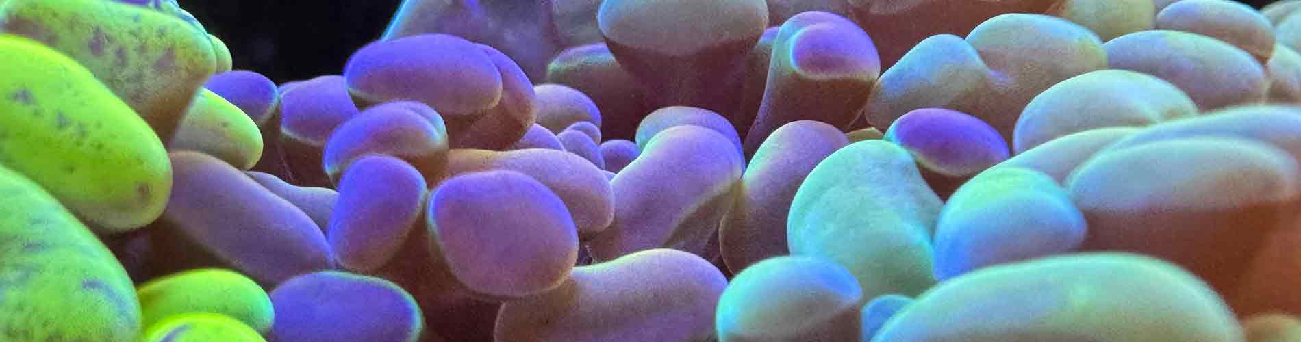 Shop Euphyllia Corals – Hammers, Frogspawns & Octospawns