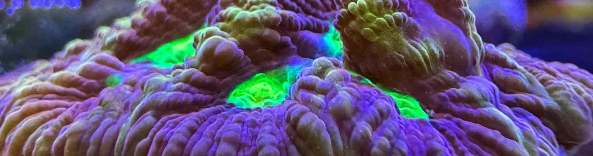 Shop Favia/Favites Corals – Classic Maze-Patterned LPS Corals