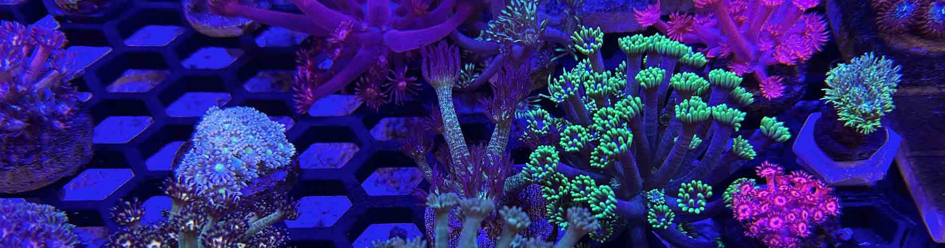 Shop Goniopora Corals – Colorful, Flowing Flowerpots