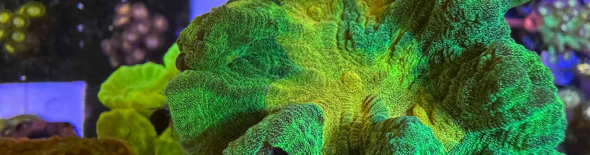 Shop LPS Corals – Large Polyp Stony Corals for Reefs