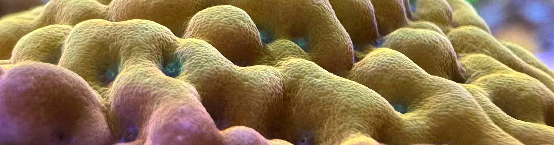 Shop Montipora Corals – Plating, Branching & Encrusting SPS