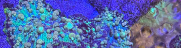 Shop Mushroom Corals – Colorful, Easy Softies for Any Reef