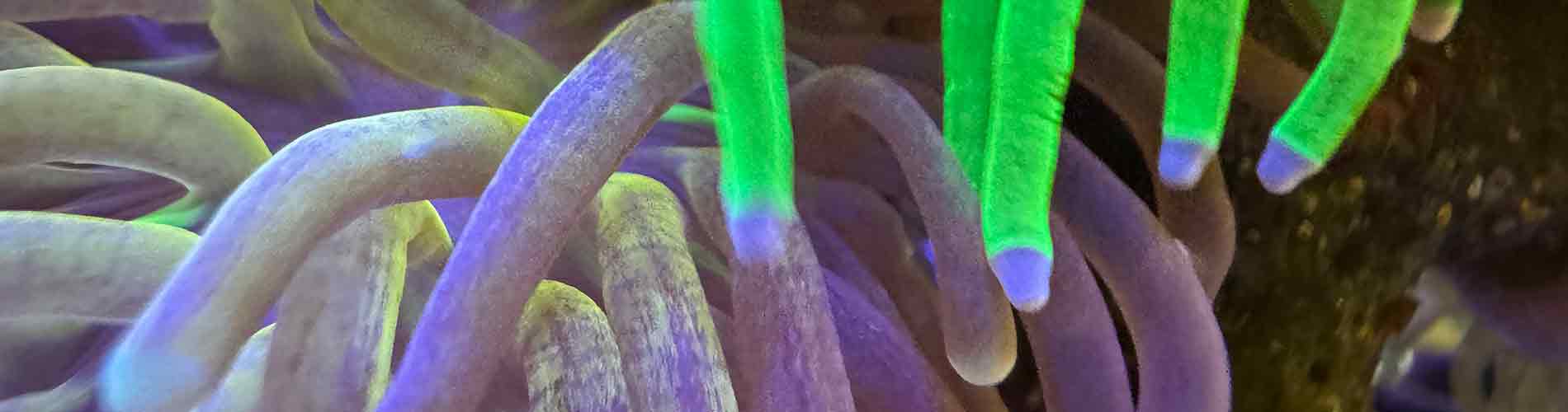 Shop Torch Corals – Flowing Tentacles, Neon Color Tips