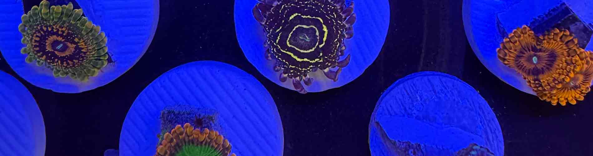 Shop Zoanthids – Vibrant Zoas in Endless Color Morphs