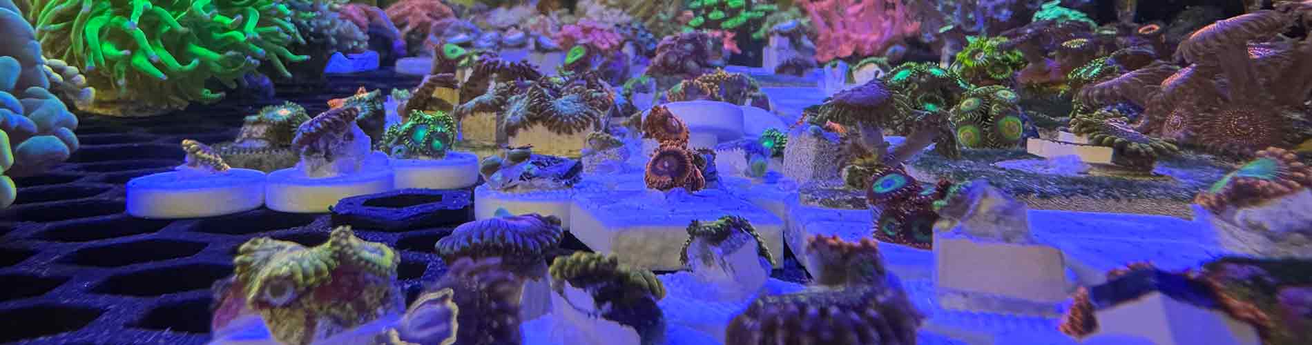 Shop Soft Corals – Easy, Flowing Movement for Reefs