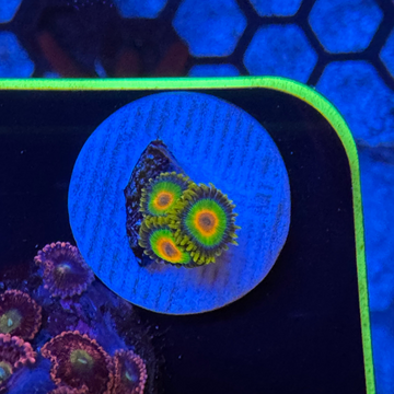 OG Rastas Zoanthids Coral (ZN1 WYSIYG)