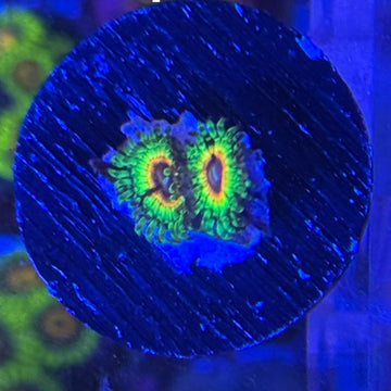 Little Shop of Horrors Zoanthids Coral (ZN15-3 WYSIWYG)