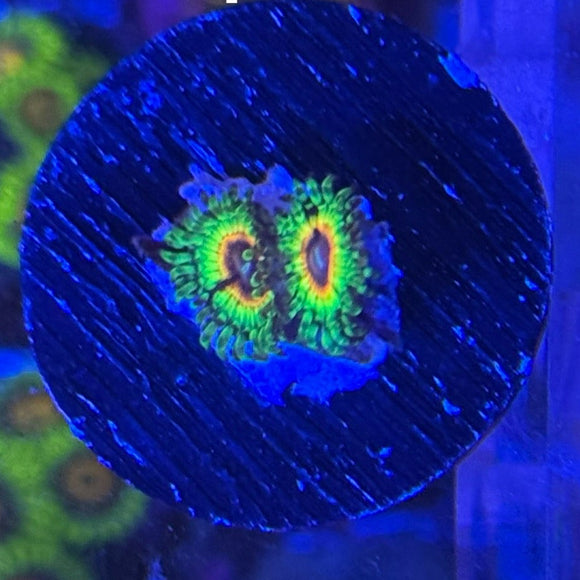 Little Shop of Horrors Zoanthids Coral (ZN15-3 WYSIWYG)