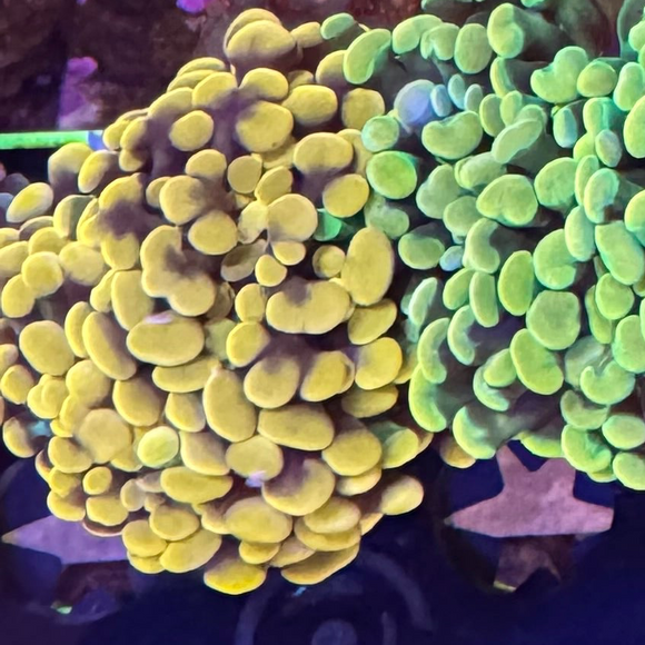 Tangerine Dream Branching Hammer Coral