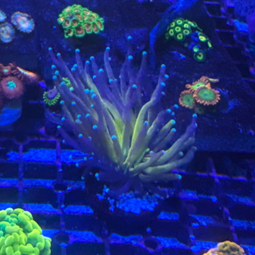 Tiger Torch Coral