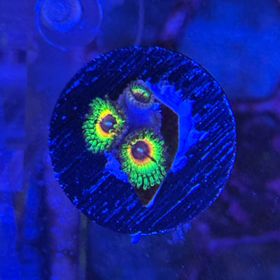 Shop Zoanthids – Vibrant Zoas in Endless Color Morphs