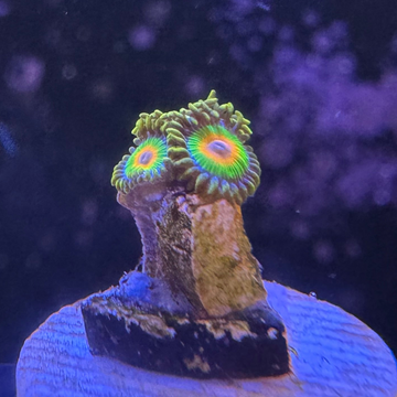 OG Rastas Zoanthids Coral (ZN1 WYSIYG) - 0