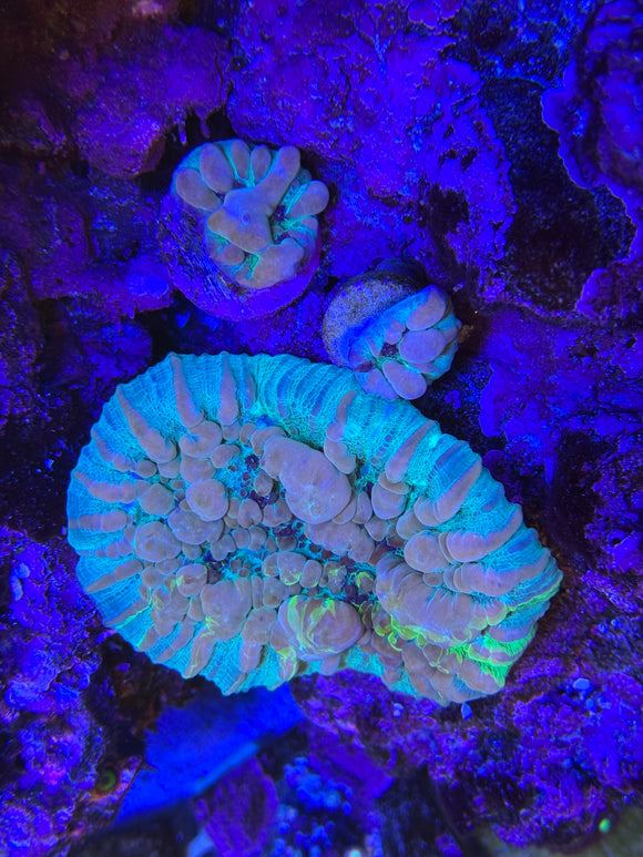 WWC Cosmic Candy Bounce Chalice Coral (CH1-1)