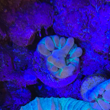 WWC Cosmic Candy Bounce Chalice Coral (CH1-1)