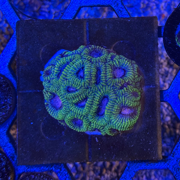 Easter Egg Favia Coral
