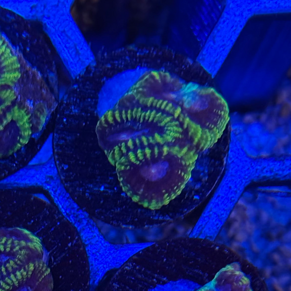 Easter Egg Favia Coral
