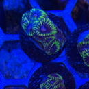 Easter Egg Favia Coral-7