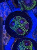 Easter Egg Favia Coral-3