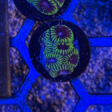 Easter Egg Favia Coral - 0