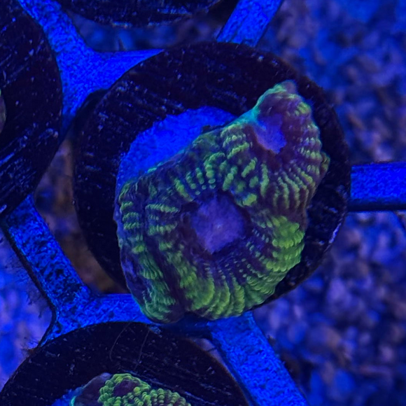 Easter Egg Favia Coral