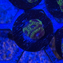 Easter Egg Favia Coral-5