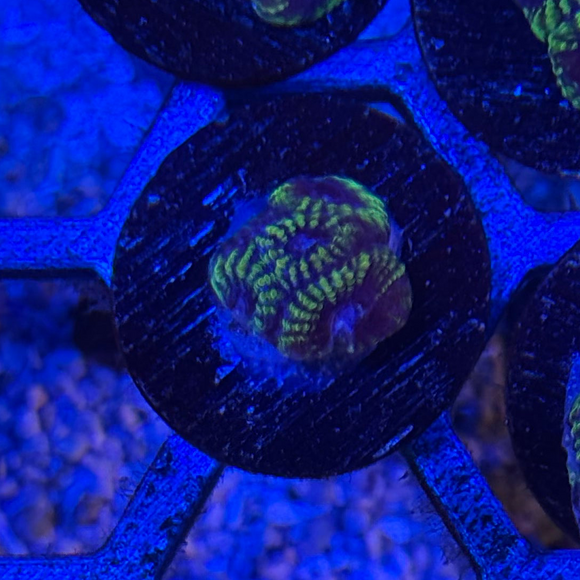 Easter Egg Favia Coral