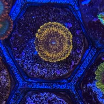 OG Sopranos Zoanthids Coral (ZN42-1 WYSIWYG)