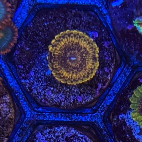 OG Sopranos Zoanthids Coral (ZN42-1 WYSIWYG)
