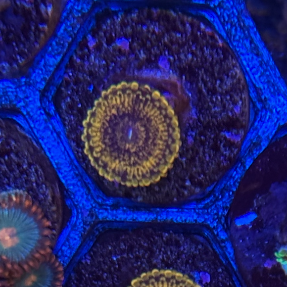 OG Sopranos Zoanthids Coral (ZN42-2 WYSIWYG)