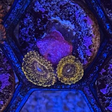OG Sopranos Zoanthids Coral (ZN42-3 WYSIWYG)