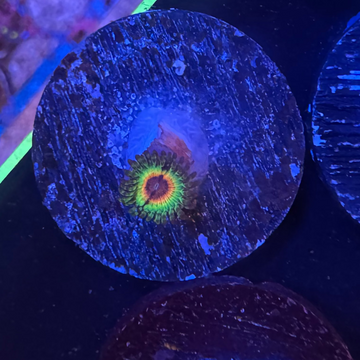 Little Shop of Horrors Zoanthids Coral (ZN15-2 WYSIWYG)