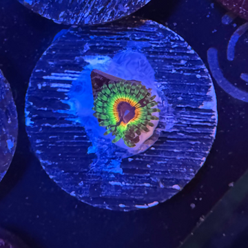 Little Shop of Horrors Zoanthids Coral (ZN15-3 WYSIWYG)