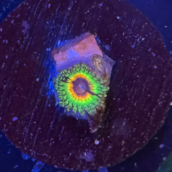 Little Shop of Horrors Zoanthids Coral (ZN15-5 WYSIWYG)