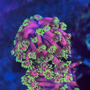 WWC Hollywood Nights Goniopora Coral (GN13-2 NON-WYSIWYG)-1