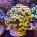 Tangerine Dream Branching Hammer Coral-2