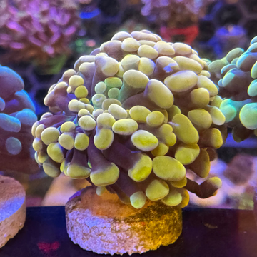 Tangerine Dream Branching Hammer Coral - 0