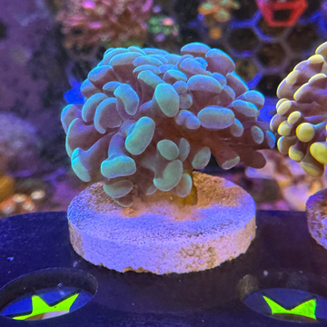 Teal & Gold Branching Hammer Coral - 0