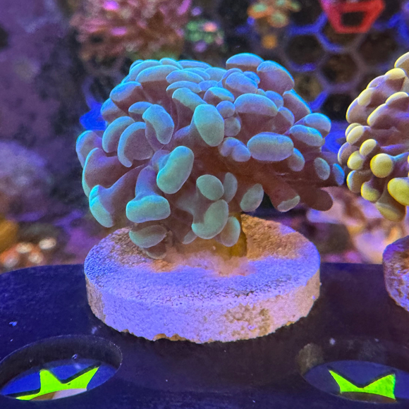 Teal & Gold Branching Hammer Coral