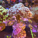 Gold Branching Hammer Coral-2