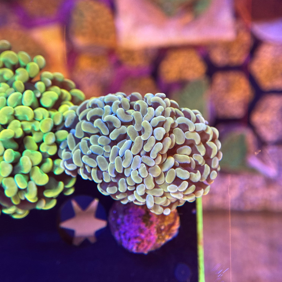 Gold Branching Hammer Coral