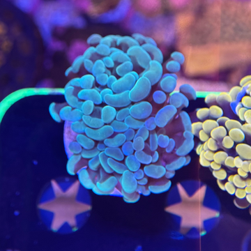Teal & Gold Branching Hammer Coral