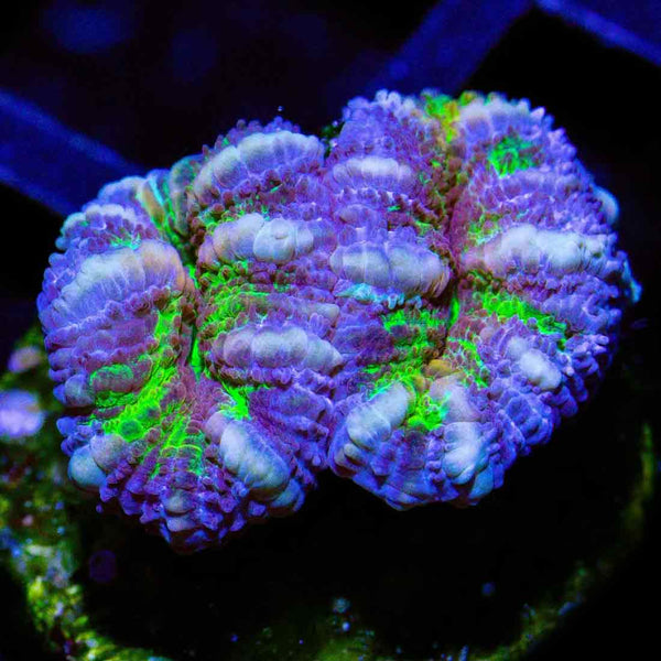 Joker Acan Frag