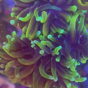 Dragon Soul Torch Coral (TC1 WYSIWYG)