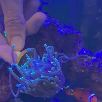 Dragon Soul Torch Coral (TC1 WYSIWYG)