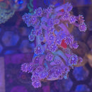 Drag Queen Rainbow Goniopora Coral (GN15 WYSIWYG)-4