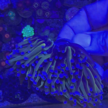 New York Knicks Torch Coral (TC2 WYSIWYG) - 0